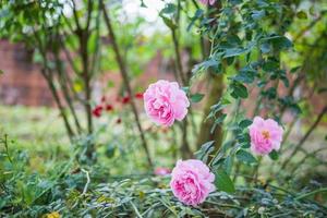 linda flor de rosas cor de rosa coloridas no jardim foto