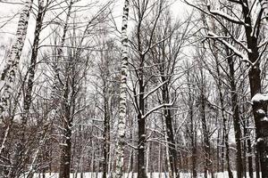 troncos nus de carvalhos e bétulas na floresta nevada foto