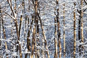 troncos de árvores nuas na floresta de neve em dia ensolarado foto