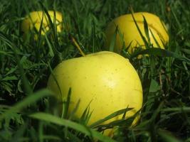 grandes maçãs amarelas em um campo de grama verde foto