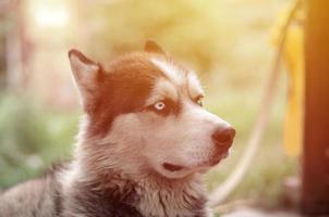 orgulhoso cão husky jovem bonito com cabeça no perfil sentado no jardim foto