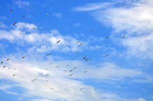 muitas gaivotas brancas voam no céu azul nublado foto