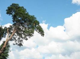 árvores verdes no fundo da nuvem e do céu foto