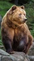 urso marrom kamchatka foto