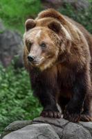 urso marrom kamchatka foto