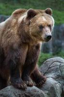 urso marrom kamchatka foto