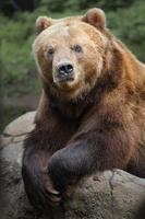 urso marrom kamchatka foto