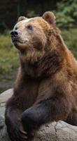 urso marrom kamchatka foto