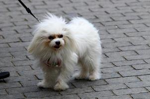 cachorro em uma caminhada em um cara da cidade à beira-mar. foto