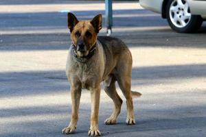 cachorro em uma caminhada em um cara da cidade à beira-mar. foto