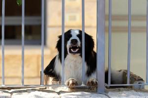 cachorro em uma caminhada em um cara da cidade à beira-mar. foto