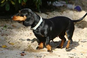 cachorro em uma caminhada em um cara da cidade à beira-mar. foto