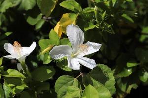 flores de verão nas árvores em um parque da cidade em israel. foto