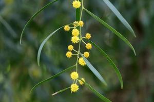 flores de verão nas árvores em um parque da cidade em israel. foto