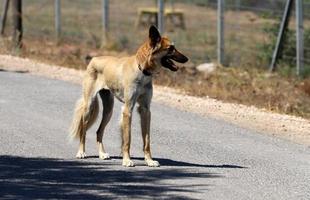 cachorro em uma caminhada em um cara da cidade à beira-mar. foto