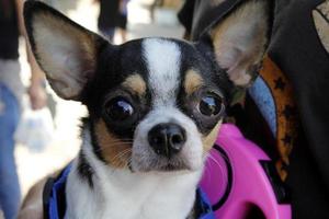 cachorro em uma caminhada em um cara da cidade à beira-mar. foto