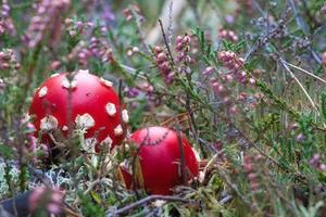 cogumelo venenoso em um campo de urze na floresta. cogumelo venenoso. boné vermelho, mancha branca foto