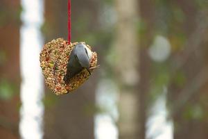 nuthatch, observado em um coração alimentador se alimentando na floresta. pequeno pássaro branco cinza foto