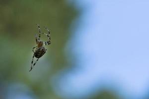 aranha cruzada rastejando em um fio de aranha. borrado. um caçador útil entre insetos foto