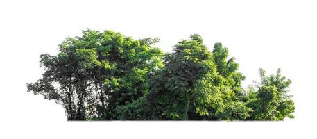 árvores verdes isoladas no fundo branco. são floresta e folhagem no verão para impressão e páginas da web foto