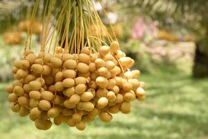 belas tâmaras amarelas cultivadas na Tailândia podem ser consumidas frescas. foto