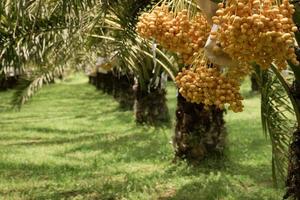 belas tâmaras amarelas cultivadas na Tailândia podem ser consumidas frescas. foto