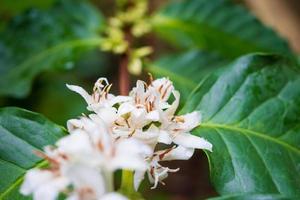 flores de café branco em folhas verdes plantação de árvores fechar foto