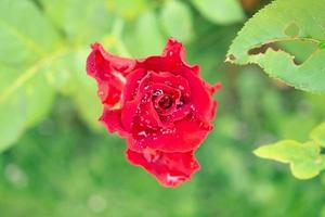 linda flor de rosas vermelhas no jardim foto