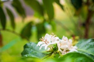 flores de café branco em folhas verdes plantação de árvores fechar foto