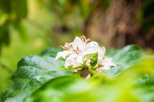 flores de café branco em folhas verdes plantação de árvores fechar foto