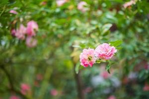 linda flor de rosas cor de rosa coloridas no jardim foto