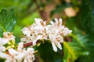 flores de café branco em folhas verdes plantação de árvores fechar foto