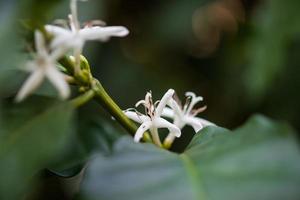 flor branca na árvore de café close-up foto