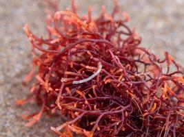 close-up foto de uma alga vermelha também conhecida como gigartina pistillata na areia