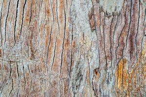 bela textura de casca de árvore coberta com pequenas rachaduras foto
