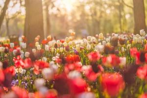 lindo buquê de tulipas vermelhas rosa e brancas na natureza da primavera para design de cartão postal e banner web. romântico e ame a natureza com paisagem turva de foco suave. natureza incrível, prado de flora solar foto