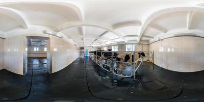 panorama 360 sem costura completo dentro do interior do estábulo com vacas em projeção esférica equirretangular. vacas reprodutoras em pecuária livre. fazenda de vacas de gado. rebanho de vacas brancas pretas foto