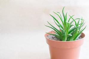 suculenta verde por nome haworthia em panela marrom foto