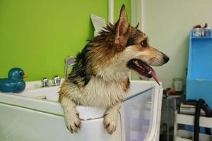 corgi welsh pembroke com pele molhada em um banheiro depois de tomar banho e lavar no salão de beleza. higiene profissional, bem-estar, procedimentos de spa do conceito de animais. ideia de cuidados com animais domésticos. fechar-se foto