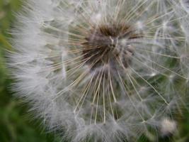 um lindo dente de leão. flores silvestres. foto