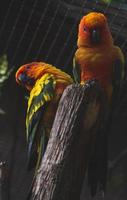 periquito do sol - papagaios sentados em um poste de madeira foto