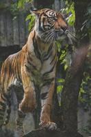 tigre de sumatra com folhas ao fundo foto