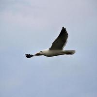 uma vista de uma gaivota foto