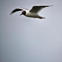 uma vista de uma gaivota foto