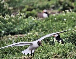 uma vista de uma gaivota foto