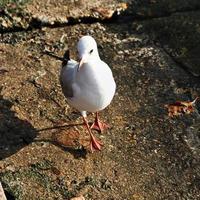 uma vista de uma gaivota foto