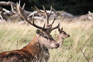 um close-up de um veado vermelho na zona rural de cheshire foto