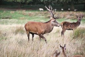 um close-up de um veado vermelho na zona rural de cheshire foto