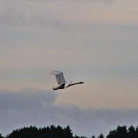 uma visão de um cisne whooper foto