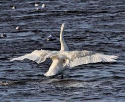 uma visão de um cisne whooper foto